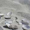 Shells in the sand at Carters Beach